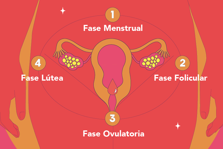 ciclo menstrual fases